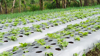 Cabbage and leek plants in plantations look green