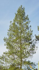 Fototapeta premium tall pine trees in the hills of mountains with tall green trees