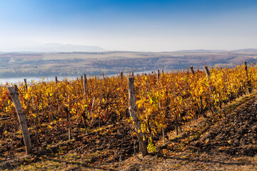 autumn vineyard near Eger, Northern Hungary