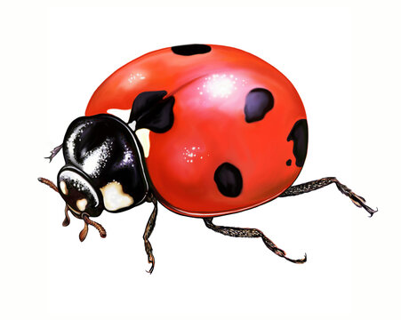 Ladybug (Coccinellidae)