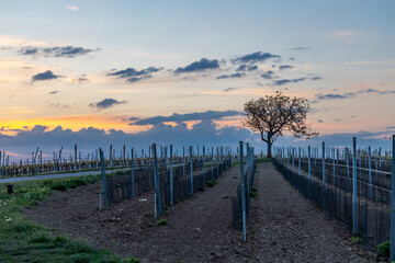 Sunrise in vineyards near Velke Bilovice in Southern Moravia, Czech Republic