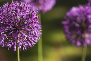 Gardening. Crop production. Close-up of purple flowers of decorative onions. Large flowers and bees on a green background. A copy of the space for the text.