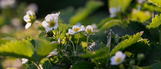 Banner. A flowering strawberry bush. White strawberry flowers under the rays of the sun. Macro. Homemade strawberries bloom with large white flowers. Strawberry bushes in the summer garden.
