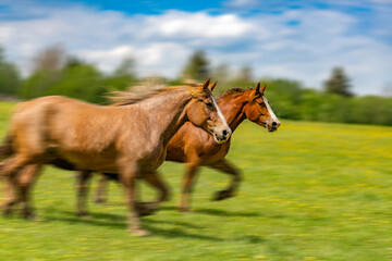 Horses run gallop through a flowering meadow c with motion blur effect. A portrait of a thoroughbred draft horse running across the field. Equestrian sport, landscape.