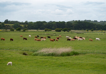 Sussex Grazing Cattle.