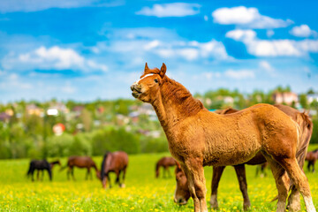 A cute young foal calls his mother and grazes in a beautiful sunny valley in a flowering field with...