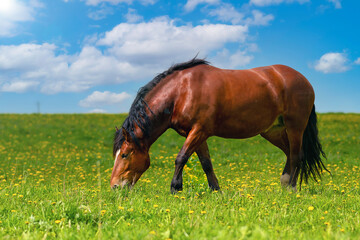 A beautiful brown horse grazes on a flowering meadow in a field. Thoroughbred mare on pasture in...
