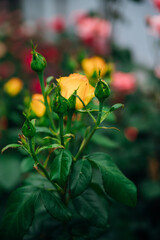 A yellow garden rose on a bush in a summer garden. Juicy bright greenery, blurred background. Beauty is in nature. Rosebuds.