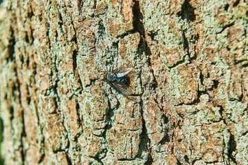 
The fly sits on the bark of a tree in summer.