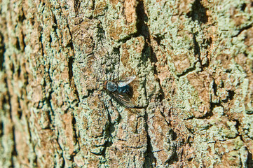 
The fly sits on the bark of a tree in summer.
