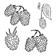 Hand drawn vector illustration. Sweet raspberry. Isolated on white background. Design elements in sketch style. Perfect for packaging, menu, cards, blogs, banners