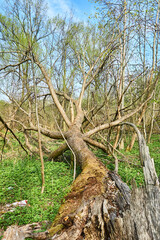 
Fallen trees (Maple, Ash, Linden) in Yuri Gagarin Park, Kaliningrad.