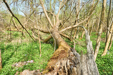 
Fallen trees (Maple, Ash, Linden) in Yuri Gagarin Park, Kaliningrad.