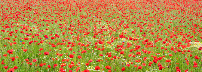 lovely poppy field in spring
