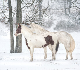Pinto and Appaloosa horses in snow