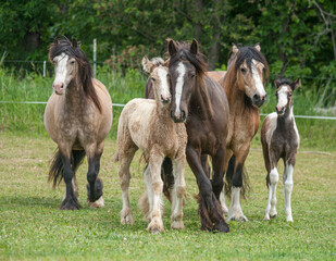 Obraz premium Alert Gypsy Vanner Horse mare and foal herd in pasture