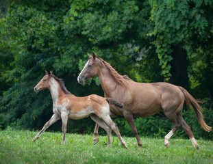 Quarter Horse mare and foal running in grass pasture