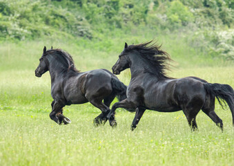 Pair of Friesian Horses running in lush green field
