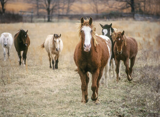 Herd of Bashkir Curly horses walk toward us in winter pasture