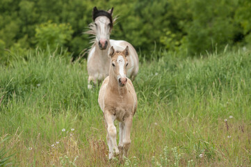 Fototapeta premium Gypsy Vanner Horse mare and foal running towards us in tall grass meadow