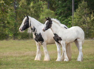 Obraz na płótnie Canvas Gypsy Vanner Horse mare and foal 