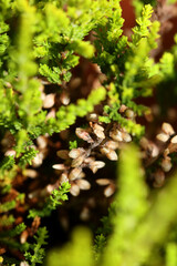 Green leaves close up botanical background erica sativa family ericaceae big size high quality modern print