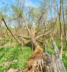 
Fallen trees (Maple, Ash, Linden) in Yuri Gagarin Park, Kaliningrad.