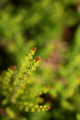 Green leaves close up botanical background erica sativa family ericaceae big size high quality modern print