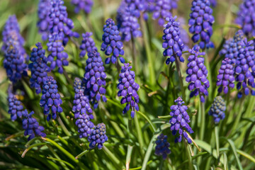 Fototapeta premium Blossom in the garden