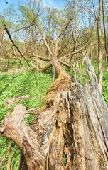 
Fallen trees (Maple, Ash, Linden) in Yuri Gagarin Park, Kaliningrad.