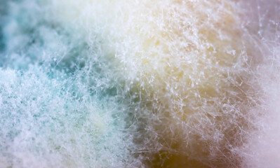 Mold close-up macro. Moldy fungus on food. Fluffy spores mold as a background or texture. Mold fungus. Abstract background with copy space. - obrazy, fototapety, plakaty