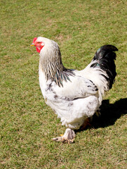 White rooster with a serious look