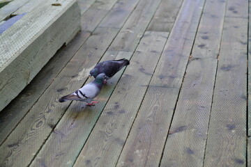 pigeon on the pier