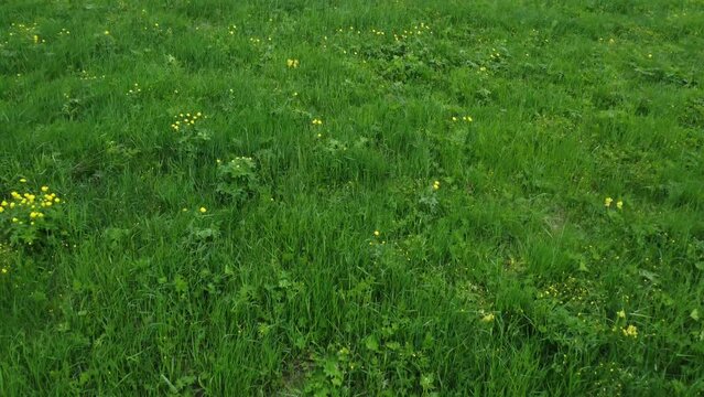 Yellow flowers of buttercups and dandelions in a clearing. Forest meadow with low spring grass and flowers.
