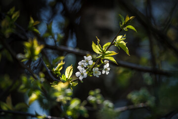 Plum blossom in the spring