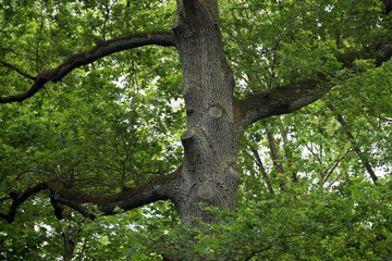 der wald lebt