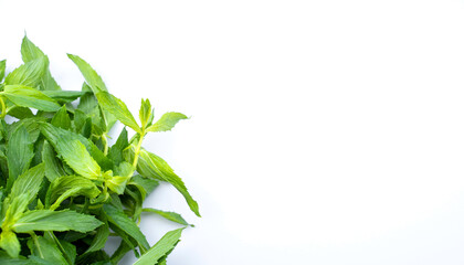 Bunch of mint melissa fresh green herb leaf on white background. Natural ingredient for healthy food or cocktail. Concept of taste.