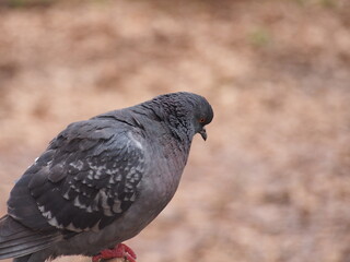 One pigeon is sitting sideways. A wild animal.