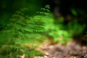 Skrzypy rosną w lesie i na polach, łąkach. Zielona tonacja, płytka głębia ostrości, bokeh, makro, close-up. Zielone pastele, gra świateł w tle. - obrazy, fototapety, plakaty