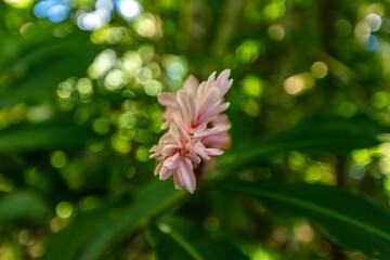 Opuhi fleur exotique sur l’île de Mo’orea 