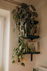 Plants collection in small millenials' rental flat: maranta, calathea, monstera, palm, ceropegia, epipremnum, philodendron, scindapsus, stromanthe, peperomia, syngonium emerald gem, hoya