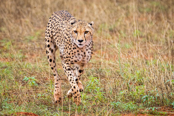 Fototapeta na wymiar Cheetah, Acinonyx jubatus, in natural habitat, Kalahari Desert, Namibia