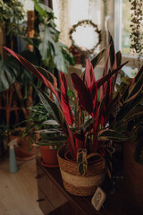 Obraz premium Plants collection in small millenials' rental flat: maranta, calathea, monstera, palm, ceropegia, epipremnum, philodendron, scindapsus, stromanthe, peperomia, syngonium emerald gem, hoya