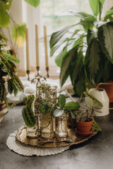 Plants collection in small millenials' rental flat: maranta, calathea, monstera, palm, ceropegia, epipremnum, philodendron, scindapsus, stromanthe, peperomia, syngonium emerald gem, hoya