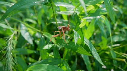 Praying Mantis in the Forest