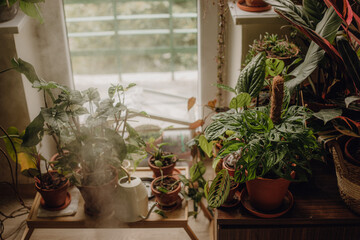 Plants collection in small millenials' rental flat: maranta, calathea, monstera, palm, ceropegia, epipremnum, philodendron, scindapsus, stromanthe, peperomia, syngonium emerald gem, hoya