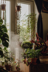 Plants collection in small millenials' rental flat: maranta, calathea, monstera, palm, ceropegia, epipremnum, philodendron, scindapsus, stromanthe, peperomia, syngonium emerald gem, hoya