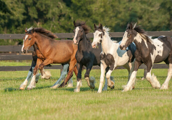 Fototapeta na wymiar Gypsy Vanner Horse yearling herd runs in paddock
