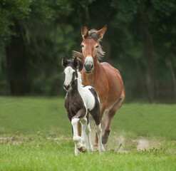 Mule Mom runs in pasture with embryo transfer foal
