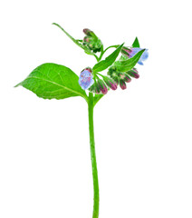 Common Comfrey (Symphytum officinale) plant isolated on a white background. - obrazy, fototapety, plakaty